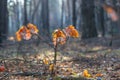 Small oak tree on a sunny forest glade Royalty Free Stock Photo