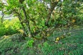 Small oaks in the primeval forest on the Kovacovske kopce hills Royalty Free Stock Photo