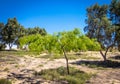 Small oasis in the Negev desert, Israel Royalty Free Stock Photo