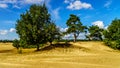 Small Oasis of Trees in the mini desert of Beekhuizerzand Royalty Free Stock Photo