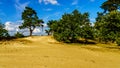 Small Oasis of Trees in the mini desert of Beekhuizerzand Royalty Free Stock Photo