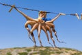 A small Octopus drying in the sun at Mochlos, Crete Royalty Free Stock Photo