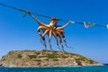 A small Octopus drying in the sun at Mochlos, Crete Royalty Free Stock Photo