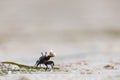 Small ocypode ceratophthalmus at the sandy shore Royalty Free Stock Photo