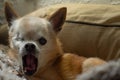 Small, old, yellow, one-eyed Chihuahua dog yawning. Royalty Free Stock Photo