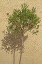 Small Olea europea tree casting shadow