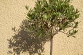 Small Olea europea tree casting shadow