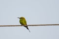 Profile of Green Bee-Eater on a Wire Royalty Free Stock Photo