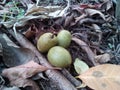 Small olive fruits are on the ground Royalty Free Stock Photo