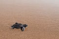 Small olive ridley turtle walking to the sea Royalty Free Stock Photo