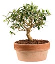 Small olive tree bonsai plant in a red clay pot Royalty Free Stock Photo