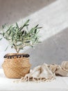 Small olive tree growing in pot. Bright scene with copy space Royalty Free Stock Photo