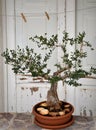 A small olive tree in a pot, a bonsai on the wall in front of the old door Royalty Free Stock Photo