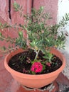 Small Olive Tree in Pot Royalty Free Stock Photo