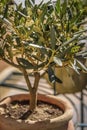 Small olive tree in pot
