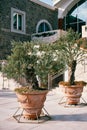 Small olive trees in clay pots stand in the courtyard of a terraced house Royalty Free Stock Photo