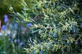 Small olives growing on olive tree en spring after blossom Royalty Free Stock Photo