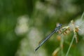 A small one Platycnemis pennipesblue dragonfly sits on a stalk in nature and lurks for prey, against a green background in Royalty Free Stock Photo