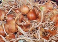 Small Onions For Sale At Market