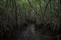 A small opening deep in the Florida mangroves