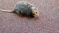 Small Opossum