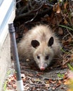 Young possum next to a house sprinkler in foreground