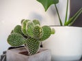 Small opuntia microdasys, also known as a bunny ears cactus, with multiple new pads indoor in a bright room Royalty Free Stock Photo