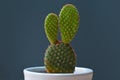 Small Opuntia microdasys bunny ears cactus in a white pot in front of dark background