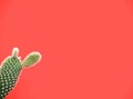 Small opuntia microdasys cactus also known as bunny ears cactus against a vibrant coral pink background Royalty Free Stock Photo
