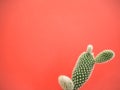 Small opuntia microdasys cactus also known as bunny ears cactus against a vibrant coral pink background Royalty Free Stock Photo