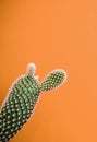 Small opuntia microdasys cactus plant also known as bunny ears cactus against a orange background Royalty Free Stock Photo