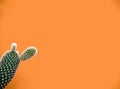 Small opuntia microdasys cactus plant also known as bunny ears cactus against a orange background Royalty Free Stock Photo