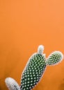 Small opuntia microdasys cactus plant also known as bunny ears cactus against a orange background Royalty Free Stock Photo