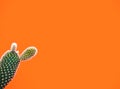 Small opuntia microdasys cactus plant also known as bunny ears cactus against a vibrant orange background Royalty Free Stock Photo