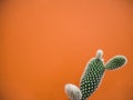 Small opuntia microdasys cactus plant also known as bunny ears cactus against a vibrant orange background Royalty Free Stock Photo
