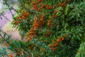 Small orange berries with green leaves. Hawthorn autumn berries. Soft focus