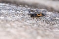 Small orange and black spiky bug nymph macro shot on a rock