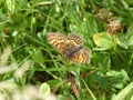 Small orange brown butterfly in the grass Royalty Free Stock Photo