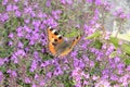 Small orange brown butterfly on a carpet of purple flowers . Relaxing Butterfly little fox in interesting farb sceme . Deep Purple Royalty Free Stock Photo