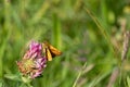 Small orange butterfly brown bullhead butterfly sits on a blossom