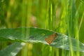 small orange butterfly brown bullhead butterfly sitting on a leaf