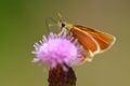 Small orange butterfly Essex Skipper Thymelicus lineola Royalty Free Stock Photo