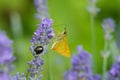 small orange butterfly on lavender branch