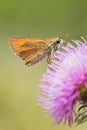 Small orange butterfly on a pink flower Royalty Free Stock Photo