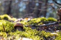 Small orange cap mushroom grow in wood Royalty Free Stock Photo