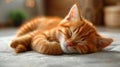 A small orange cat sleeping on a bed with its eyes closed, AI Royalty Free Stock Photo