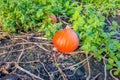 Small orange colored pumpkins left behind on the field Royalty Free Stock Photo