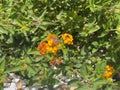 Small orange colorful flower in the bush with many leaves Royalty Free Stock Photo