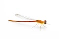 Small orange dragonfly