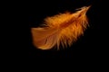 The small orange feather Royalty Free Stock Photo